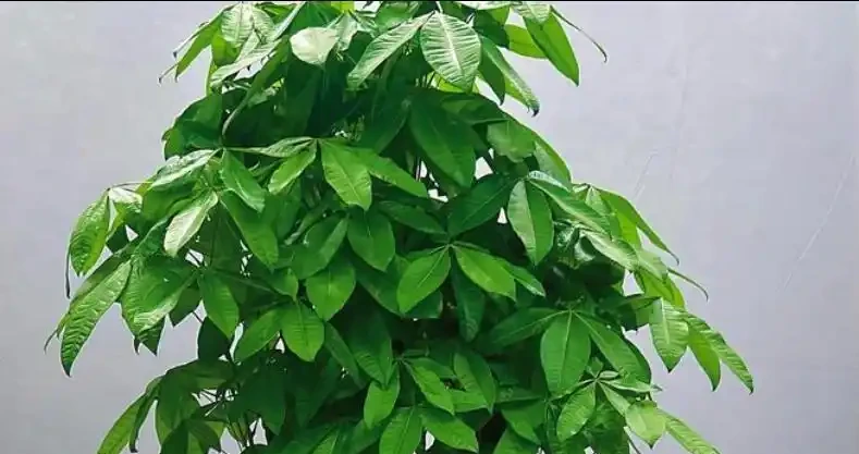 發財樹腐根別扔!4步救活法,葉子重返油綠