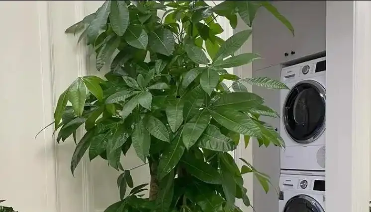 發財樹腐根別扔!4步救活法,葉子重返油綠