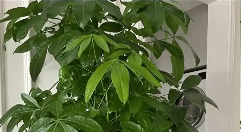 發財樹腐根別扔!4步救活法,葉子重返油綠