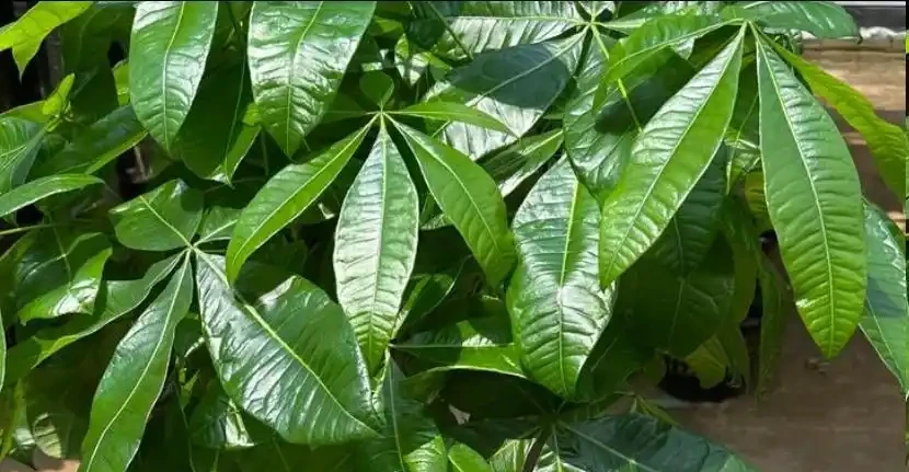 發財樹腐根別扔!4步救活法,葉子重返油綠