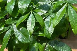 發財樹腐根別扔！4步救活法，葉子重返油綠