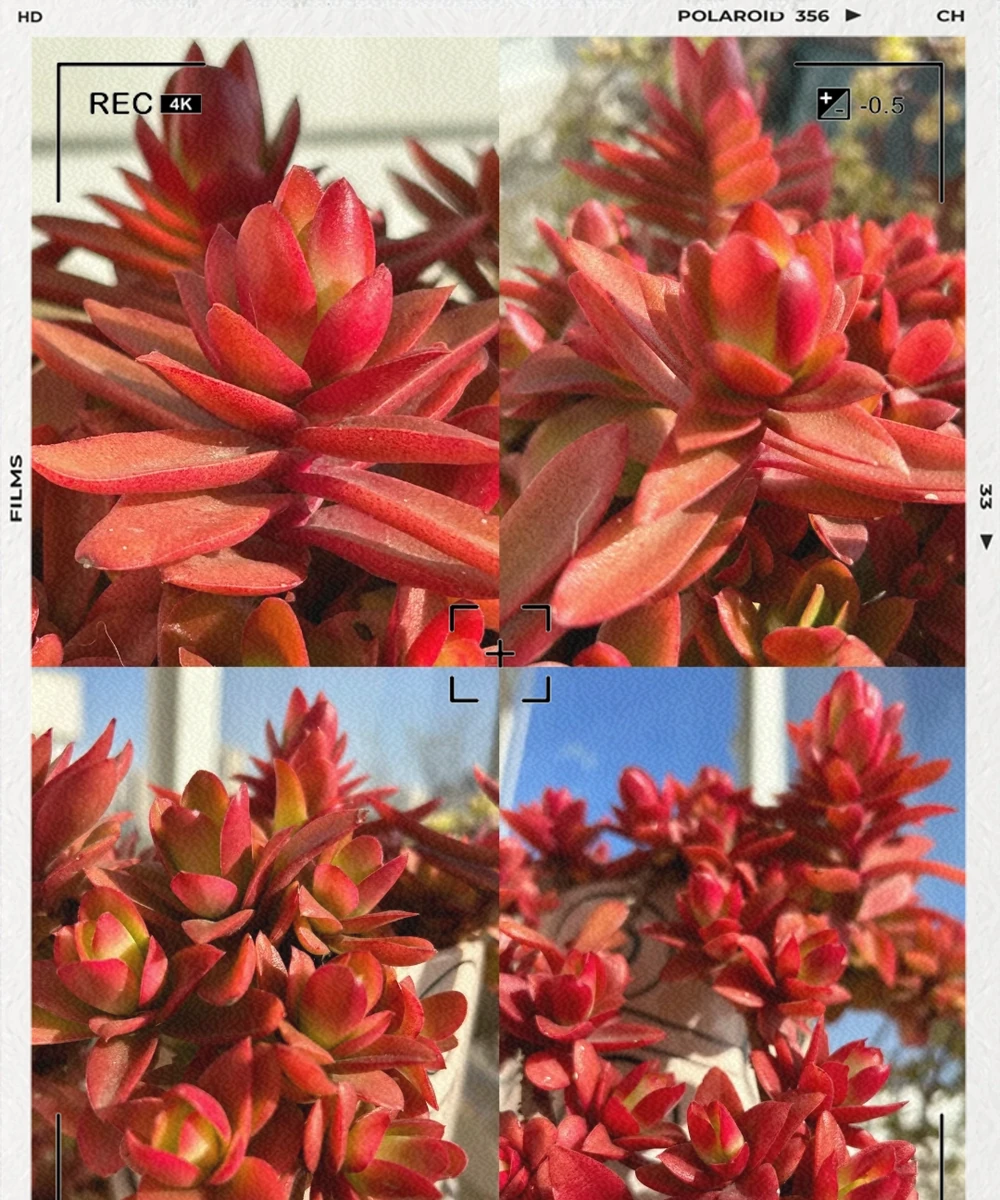廣東陽臺也能爆美！10款耐熱耐曬多肉清單