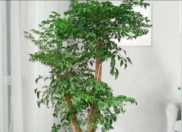 後悔扔早了!原來掉光葉的幸福樹這麼好救,1個月長滿綠葉子