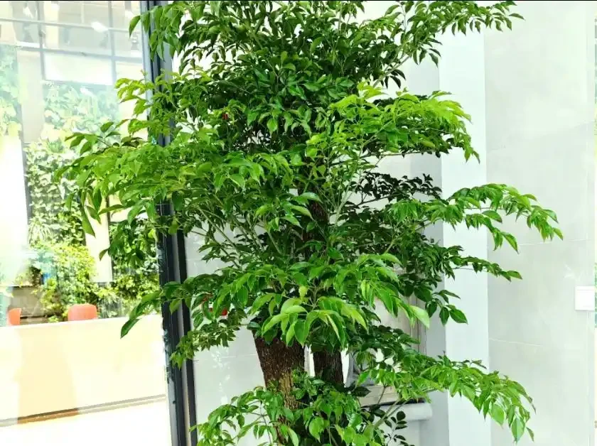 後悔扔早了!原來掉光葉的幸福樹這麼好救,1個月長滿綠葉子