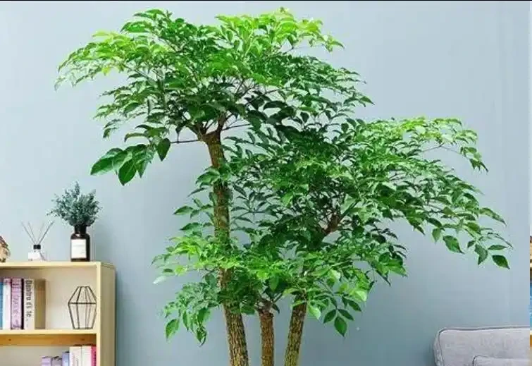 後悔扔早了!原來掉光葉的幸福樹這麼好救,1個月長滿綠葉子