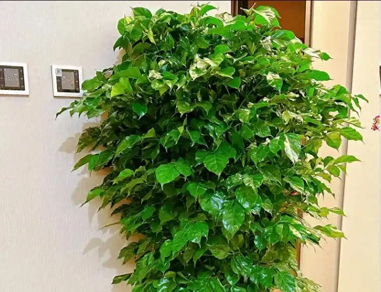 後悔扔早了!原來掉光葉的幸福樹這麼好救,1個月長滿綠葉子