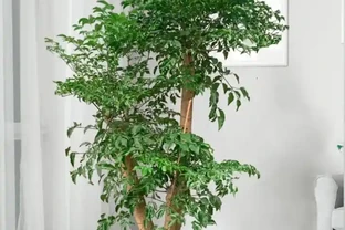 後悔扔早了！原來掉光葉的幸福樹這麼好救，1個月長滿綠葉子
