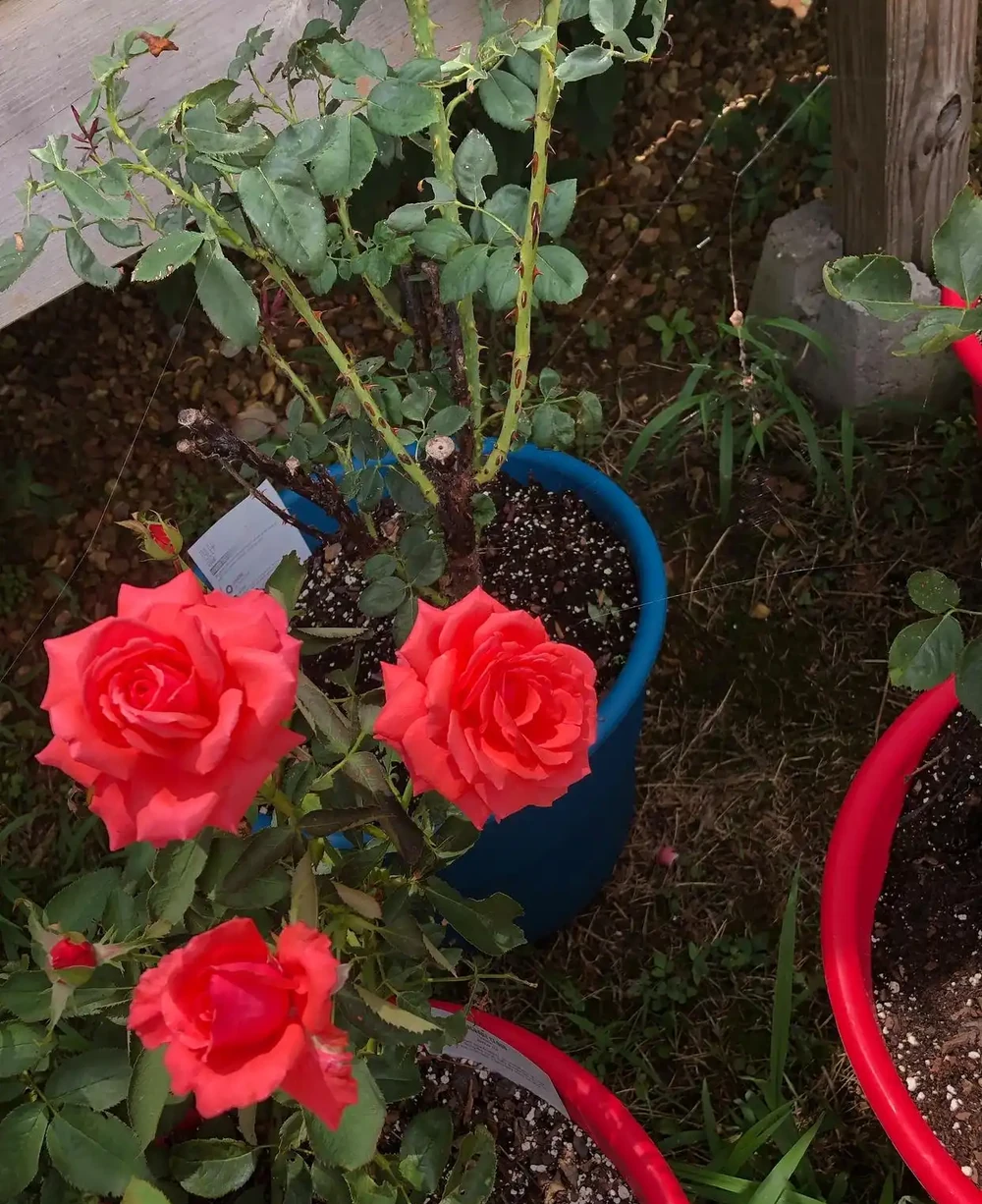 玫瑰花換盆後蔫了?別急著曬太陽,3步處理讓新根猛長爆花