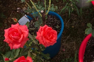 玫瑰花換盆後蔫了？別急著曬太陽，3步處理讓新根猛長爆花