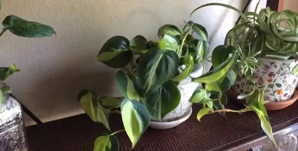 這些盆栽沒陽光也能活?燈光下養不死的植物集合