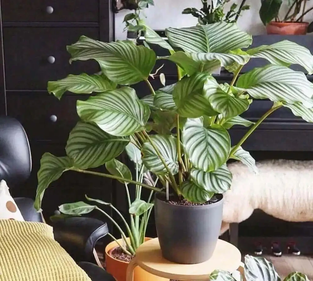 這些盆栽沒陽光也能活?燈光下養不死的植物集合