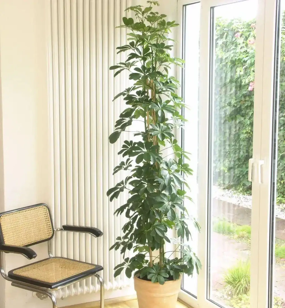 這些盆栽沒陽光也能活?燈光下養不死的植物集合