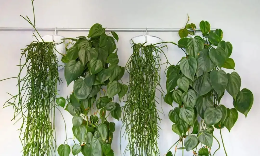 這些盆栽沒陽光也能活?燈光下養不死的植物集合