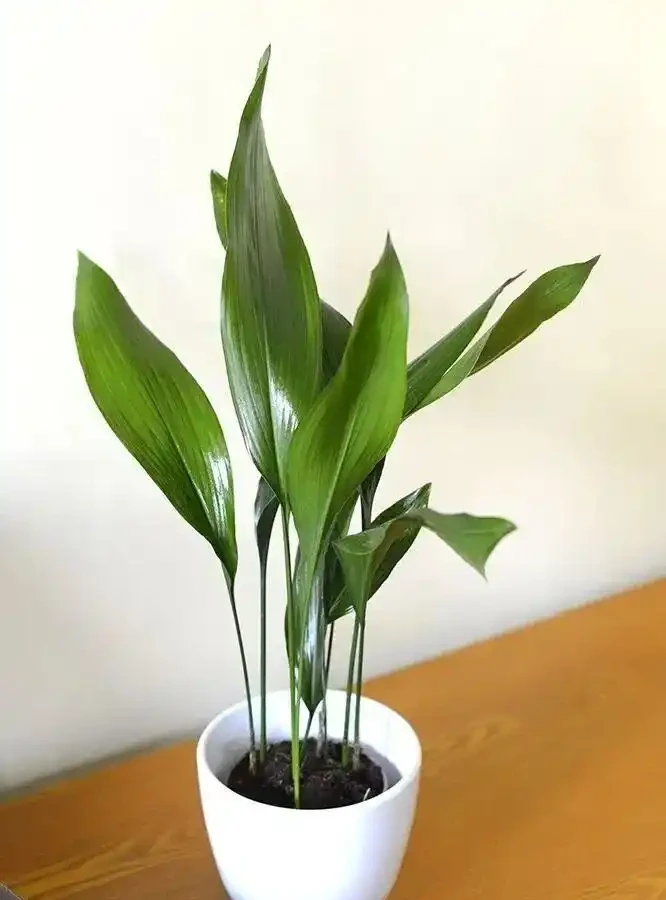 這些盆栽沒陽光也能活?燈光下養不死的植物集合