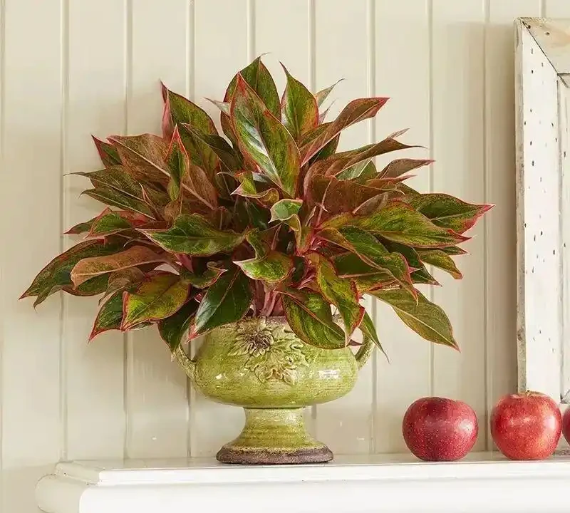 這些盆栽沒陽光也能活?燈光下養不死的植物集合