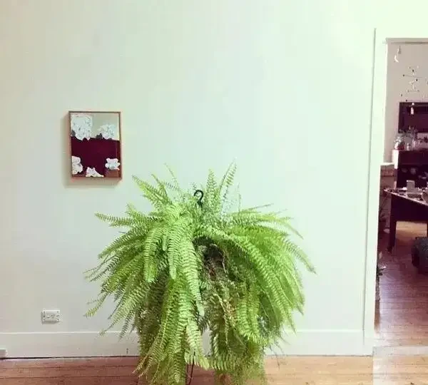 這些盆栽沒陽光也能活?燈光下養不死的植物集合