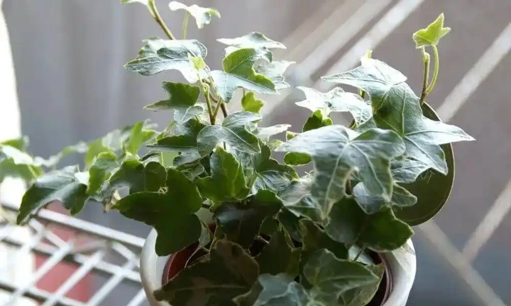 這些盆栽沒陽光也能活?燈光下養不死的植物集合