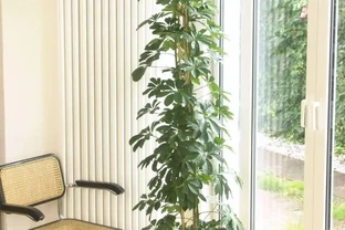 這些盆栽沒陽光也能活？燈光下養不死的植物集合