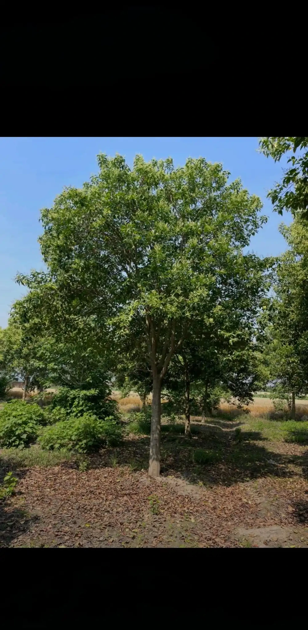 5. 分枝均勻,耐修剪易造型