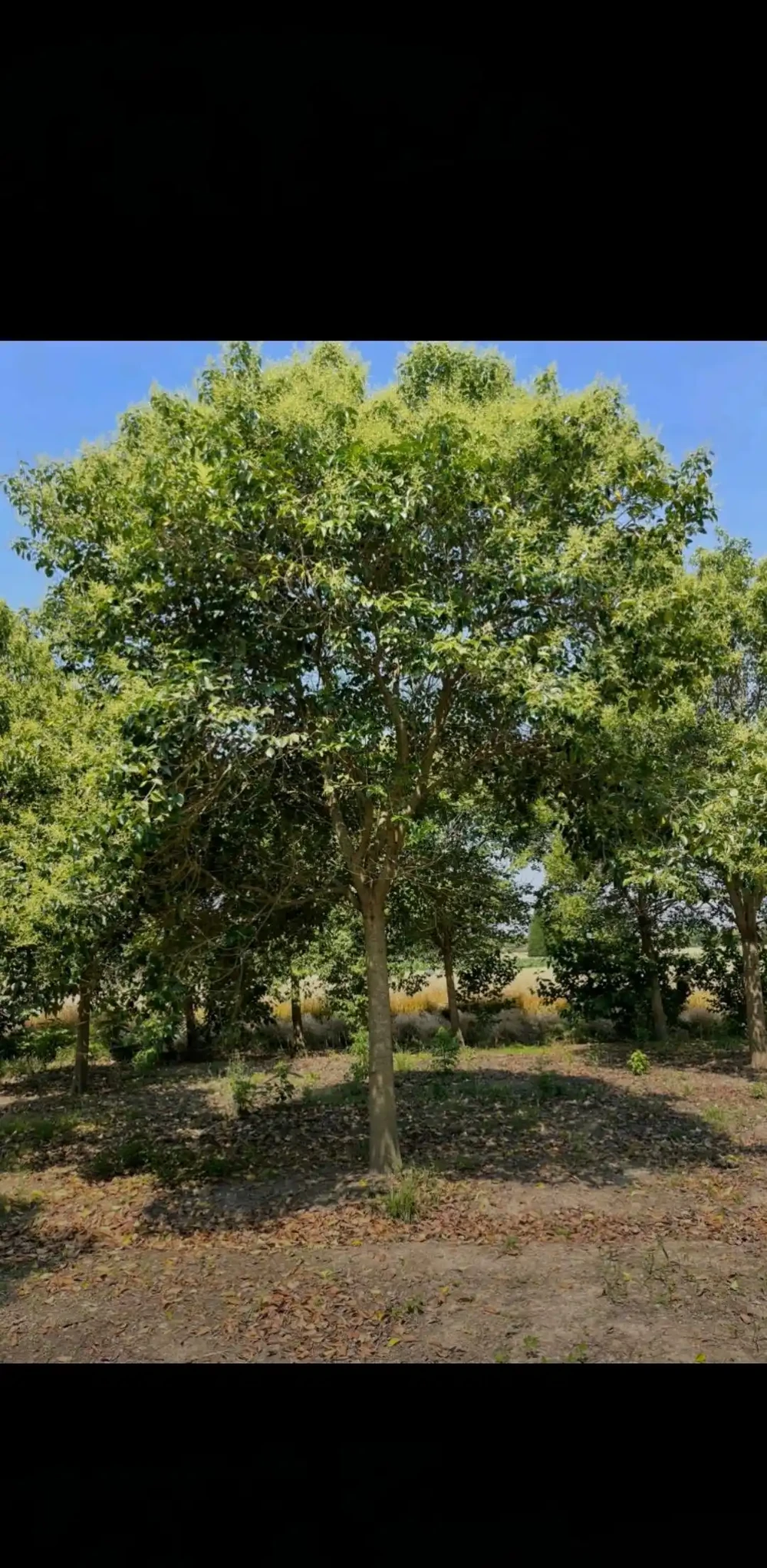 2. 葉片革質光亮,綠意濃郁