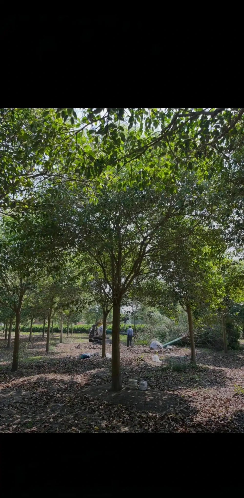 6. 庭院孤植列植,景觀優美