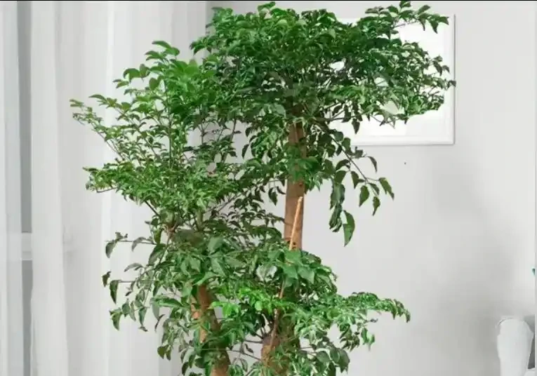 幸福樹喜陰還是喜陽?放對地方養,葉片翠綠不黃葉