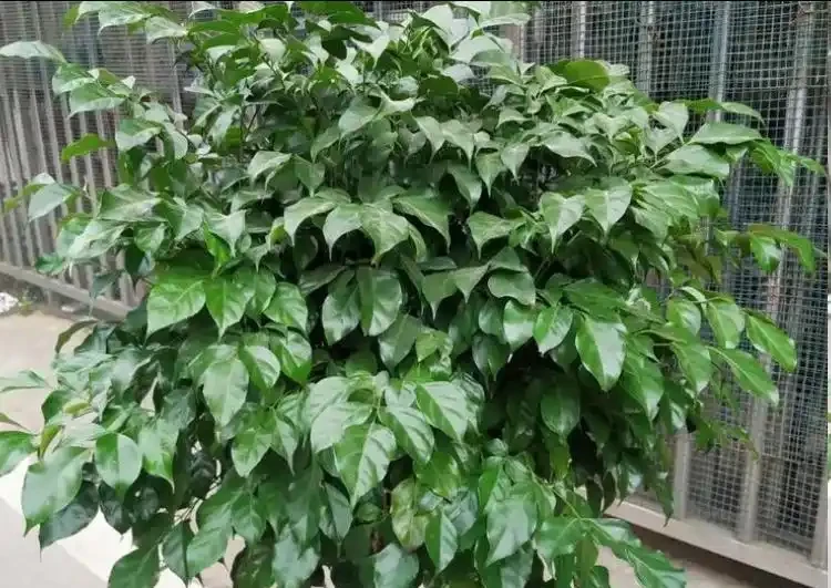 幸福樹喜陰還是喜陽?放對地方養,葉片翠綠不黃葉