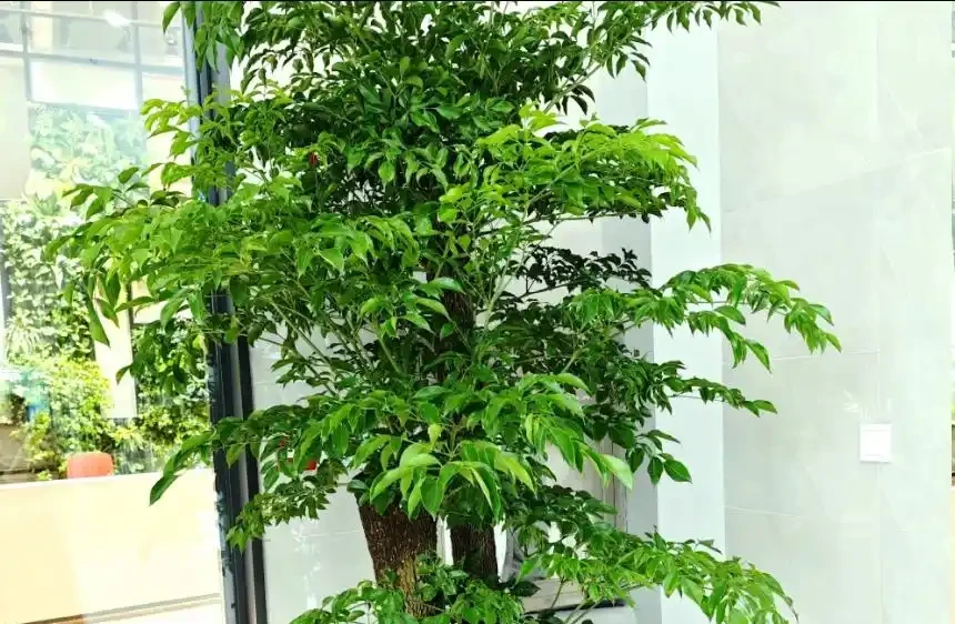 幸福樹喜陰還是喜陽?放對地方養,葉片翠綠不黃葉