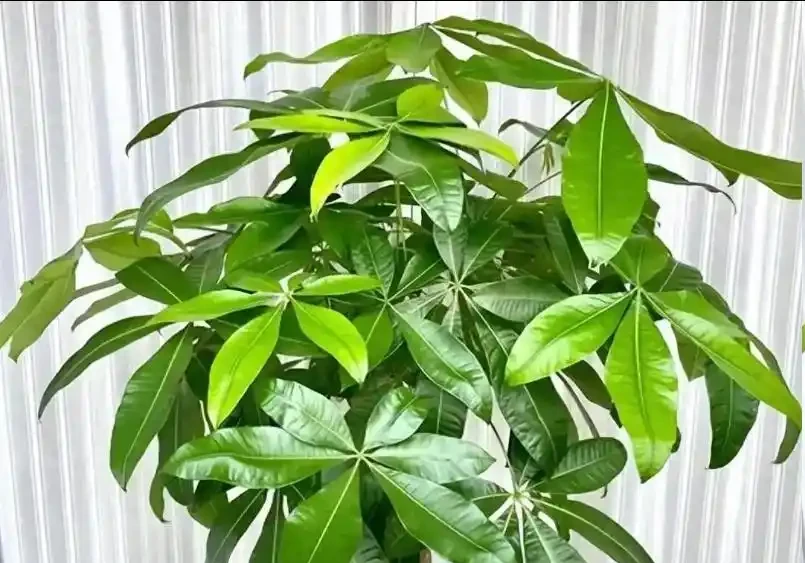 發財樹葉子發黃怎麼辦?5大原因快速補救,穩住長勢、越養越旺
