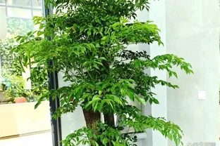 幸福樹喜陰還是喜陽？放對地方養，葉片翠綠不黃葉