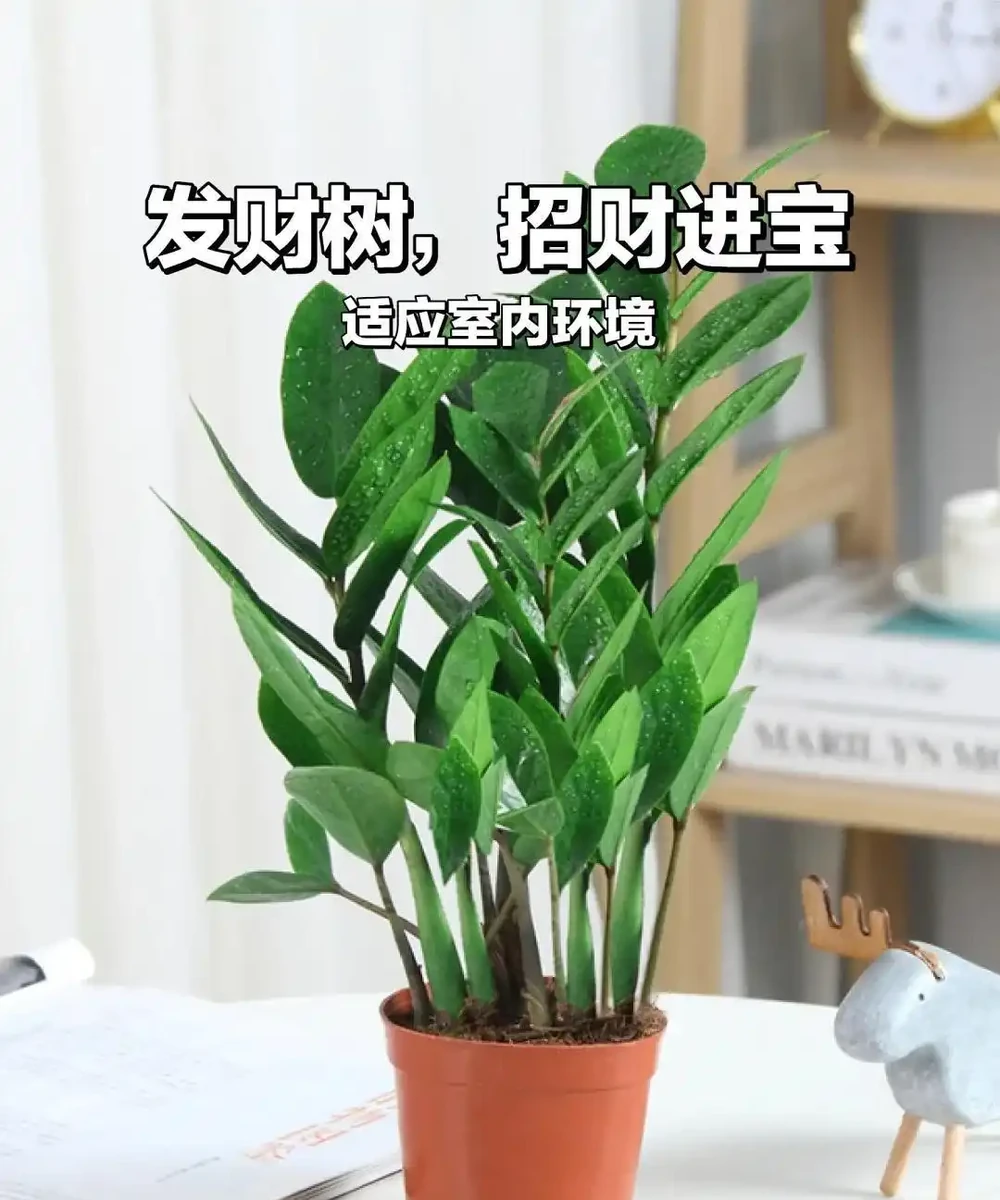 養花新手必看!搖錢樹黃葉腐根全避開,8個懶人養護技巧,7天返綠四季油綠招財旺家