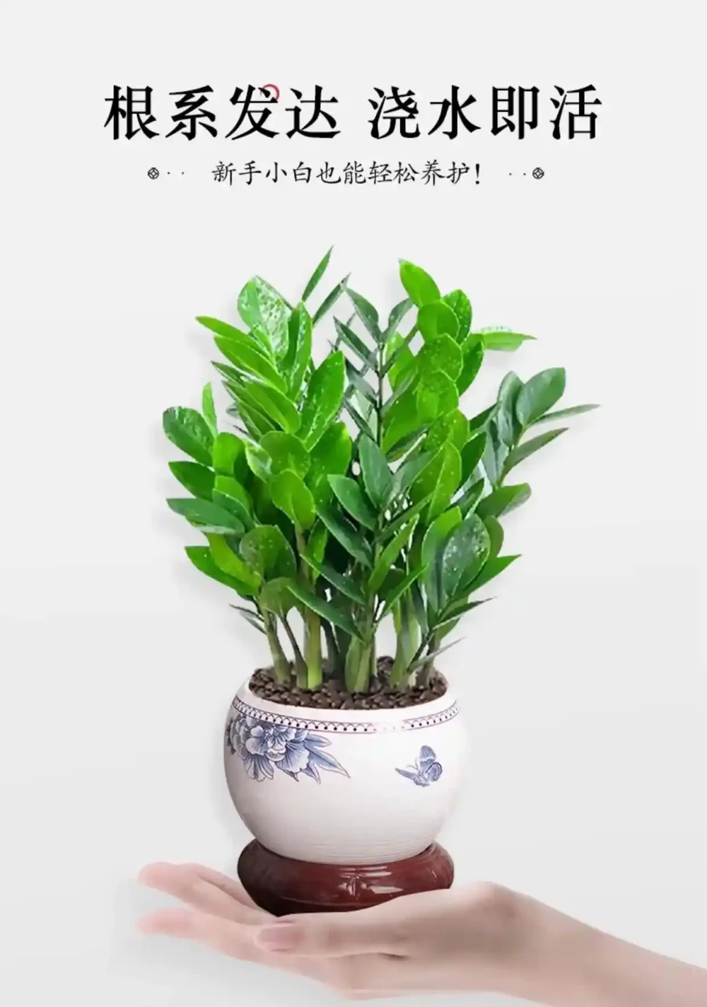 養花新手必看!搖錢樹黃葉腐根全避開,8個懶人養護技巧,7天返綠四季油綠招財旺家