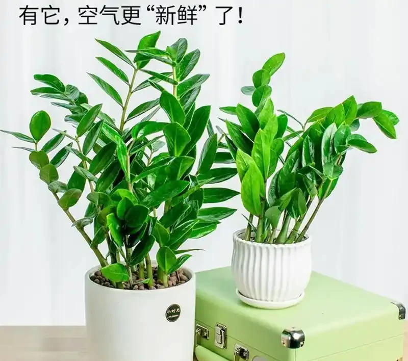 養花新手必看!搖錢樹黃葉腐根全避開,8個懶人養護技巧,7天返綠四季油綠招財旺家