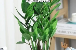 養花新手必看！搖錢樹黃葉腐根全避開，8個懶人養護技巧，7天返綠四季油綠招財旺家
