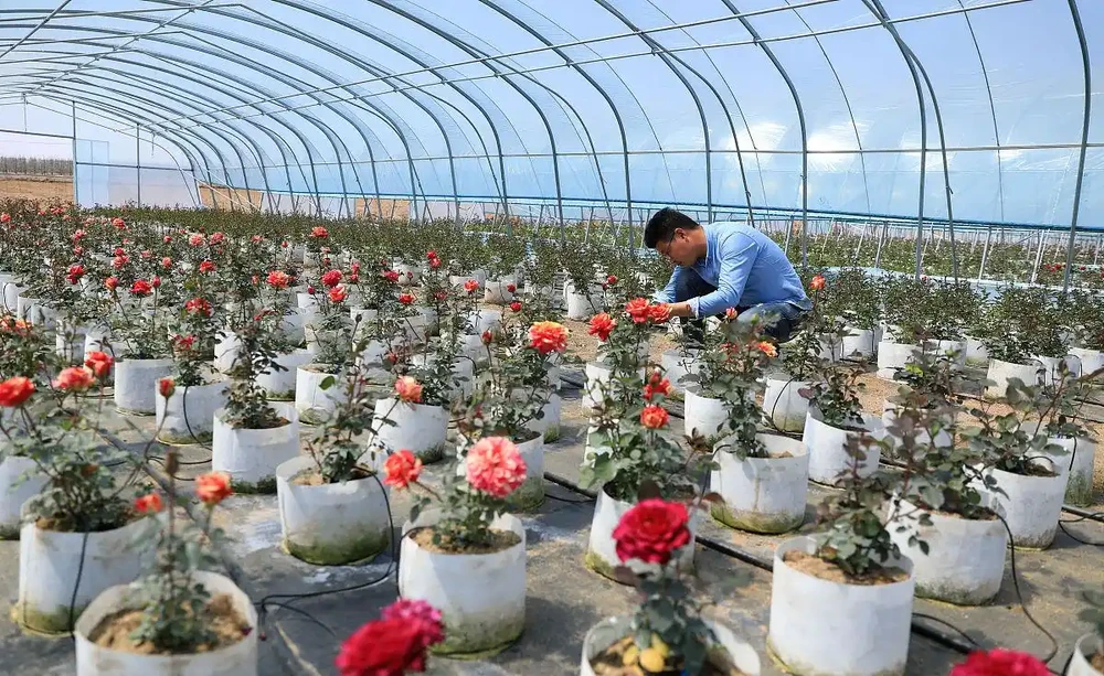 玫瑰花需要修剪嗎?掌握正確修剪法,花量翻倍,開花期更長!