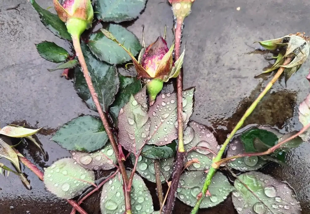盆栽玫瑰花好養嗎？避開3個誤區，新手也能花開滿盆