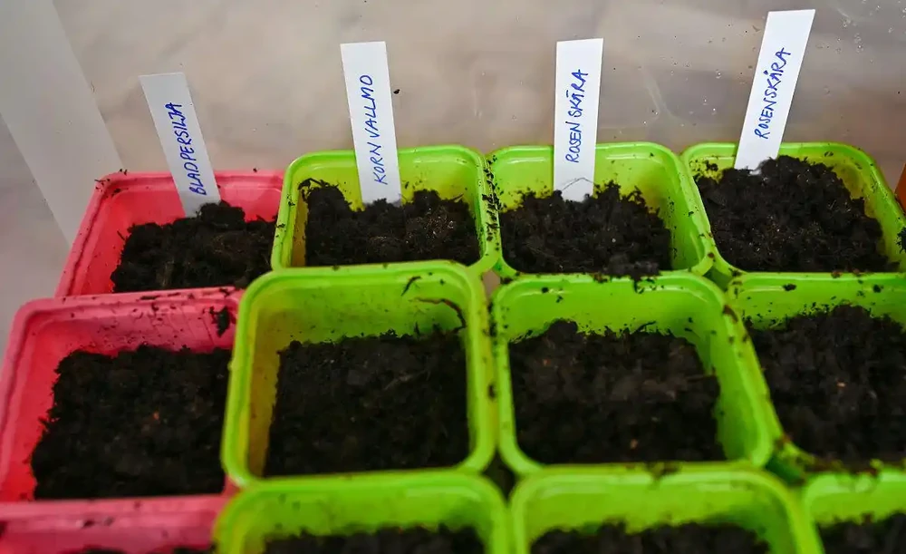 別讓好心辦壞事！玫瑰花施肥過多會怎樣？正確方法讓花開滿盆