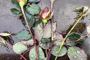 盆栽玫瑰花好養嗎？避開3個誤區，新手也能花開滿盆