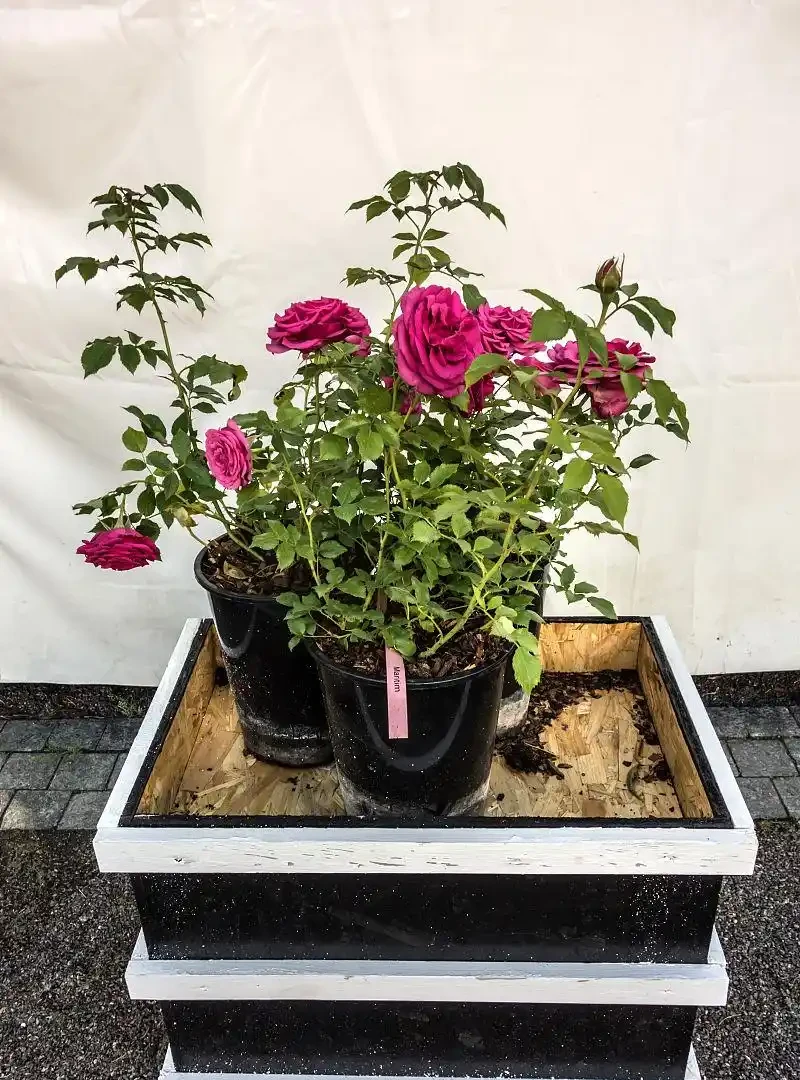 別再亂澆水了！掌握玫瑰花澆水的正確方法，花苞猛增葉片油亮
