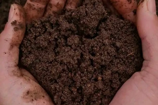 玫瑰花施肥全攻略：抓住3個黃金期，花苞多到壓彎枝