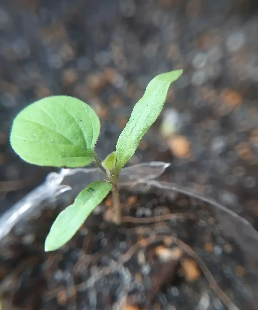 移錯時間白忙活!抓住這2個黃金期,新移植的玫瑰花爆花又省心