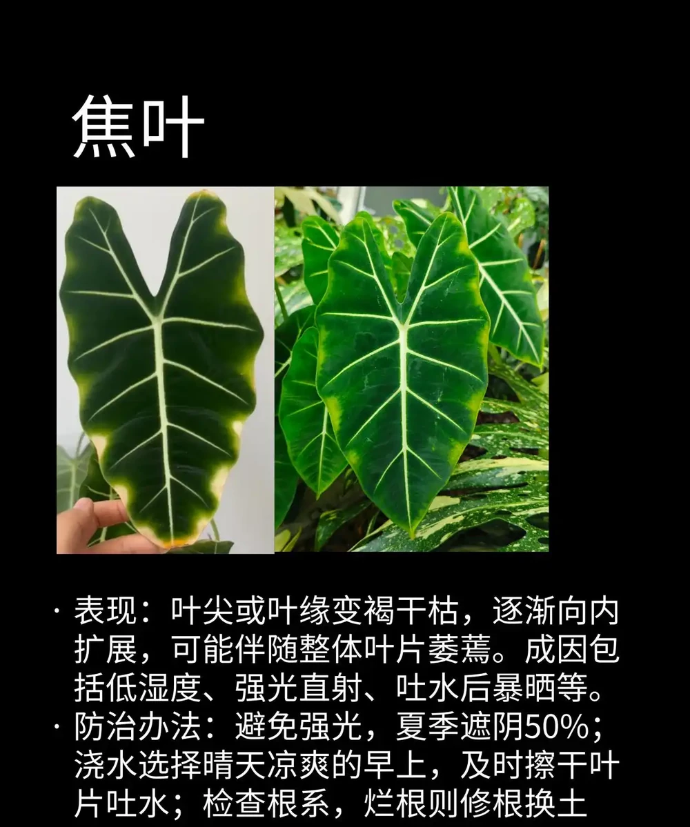 海芋常見問題圖鑑（收藏）