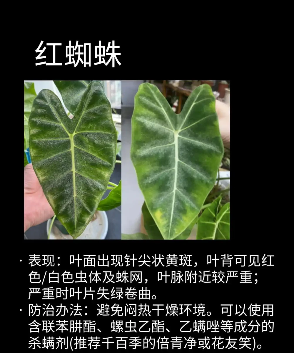 海芋常見問題圖鑑（收藏）
