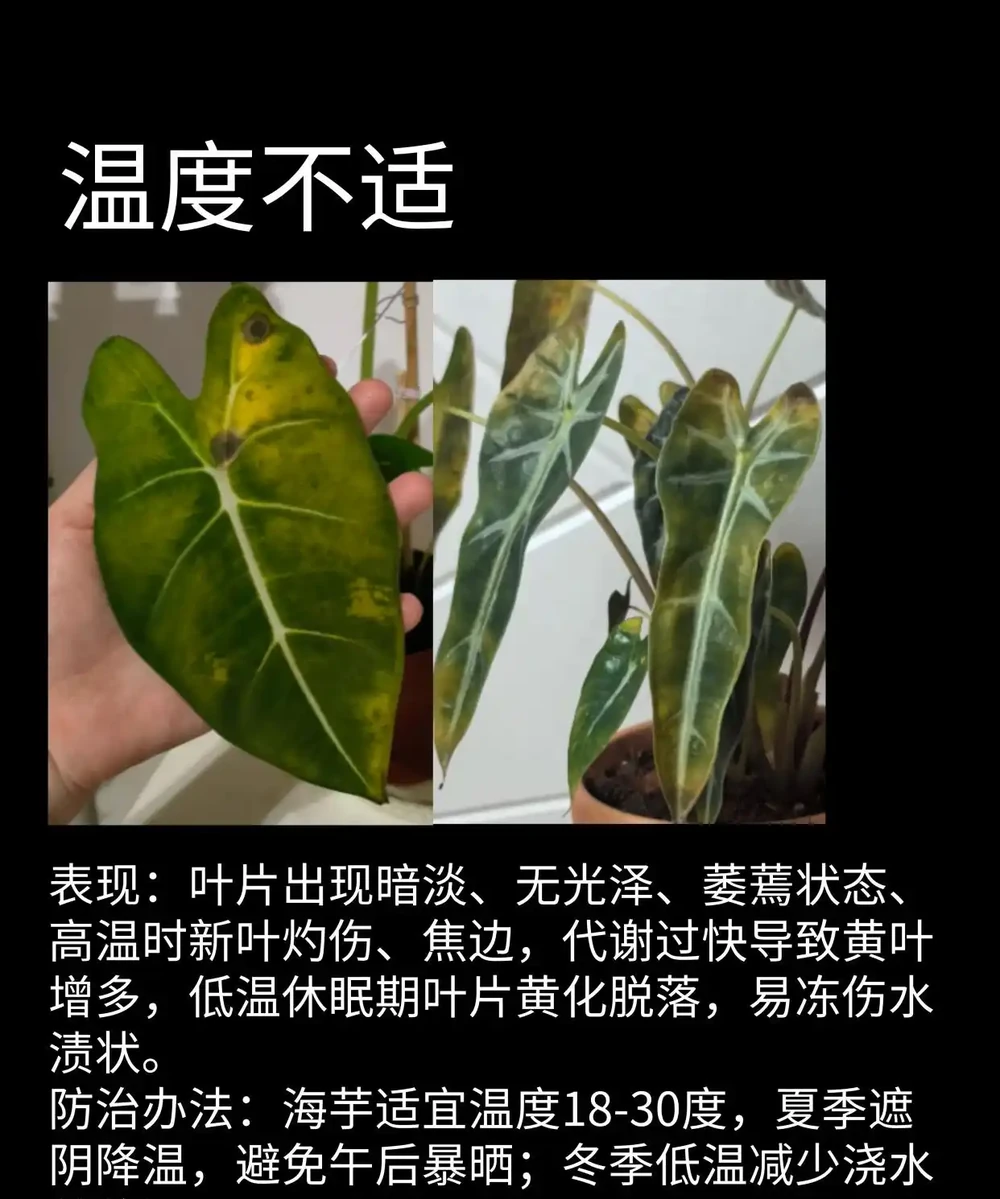 海芋常見問題圖鑑（收藏）