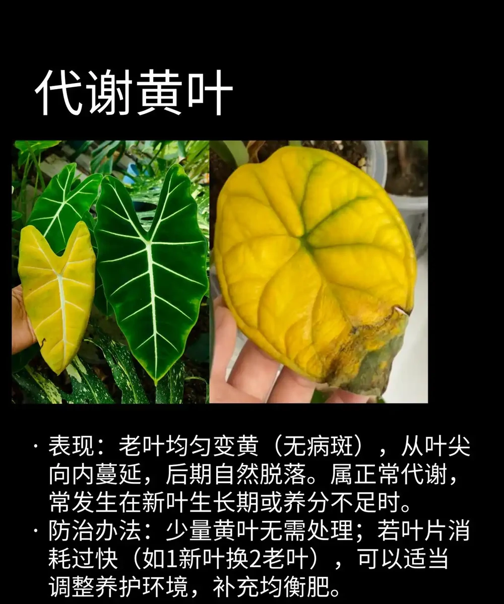 海芋常見問題圖鑑（收藏）