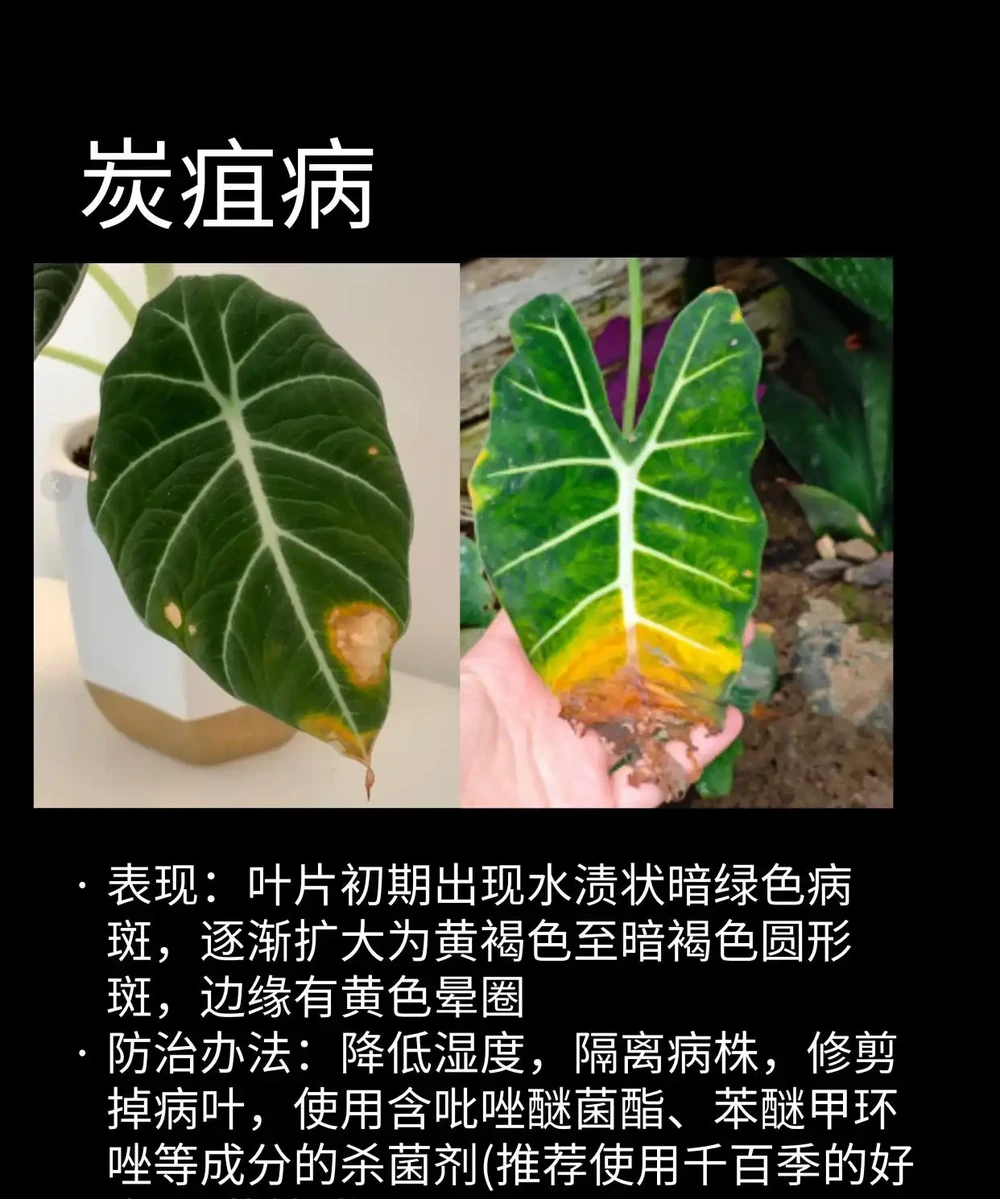 海芋常見問題圖鑑（收藏）