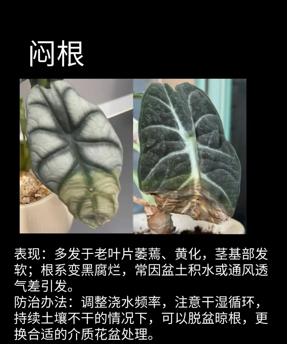 海芋常見問題圖鑑（收藏）