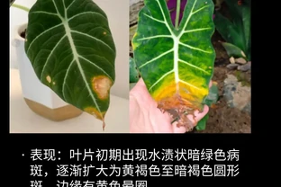 海芋常見問題圖鑑（收藏）