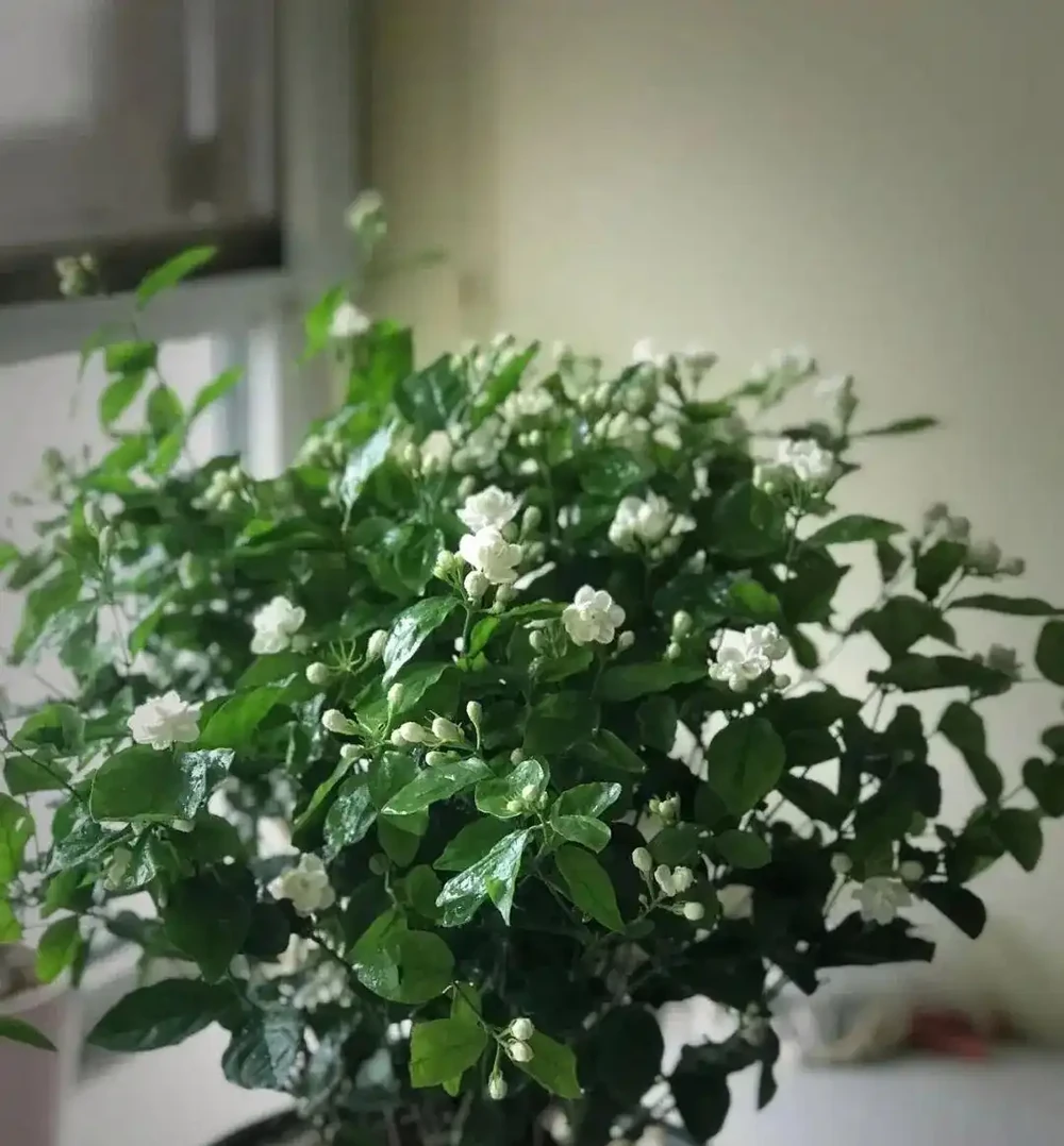 淘米水靠邊站!這是養花「萬能水」,只需用一點點,葉子油綠能冒油,花開不停歇!