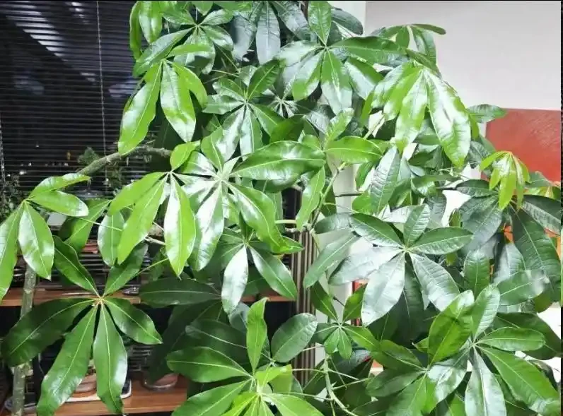 發財樹黃葉別亂剪！3招急救，15天恢復綠油油